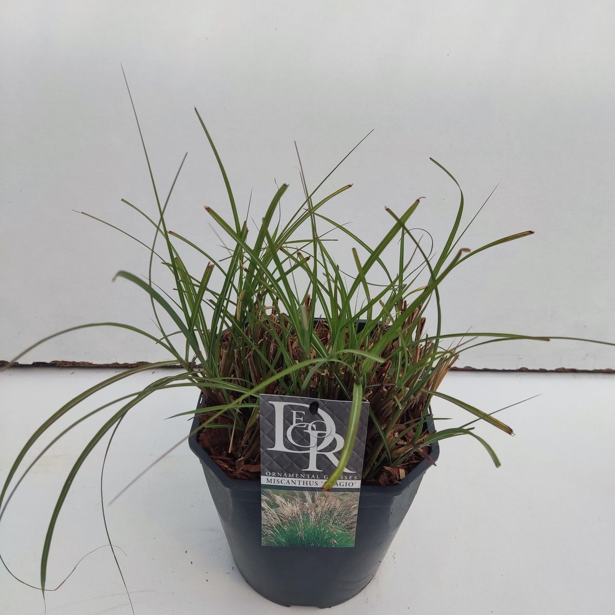 Miscanthus sinensis 'Adagio' — Plant Wholesale FlorAccess