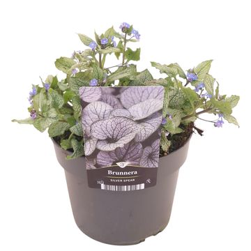Brunnera macrophylla 'Silver Spear'