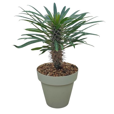 Pachypodium lamerei