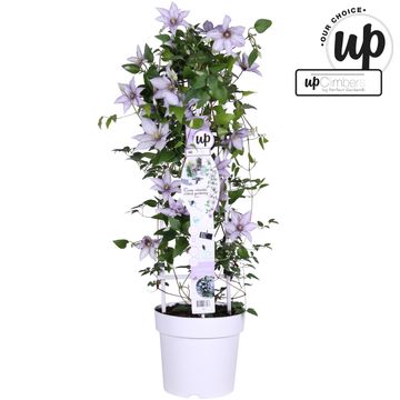 Clematis SAMARITAN JO (EL)