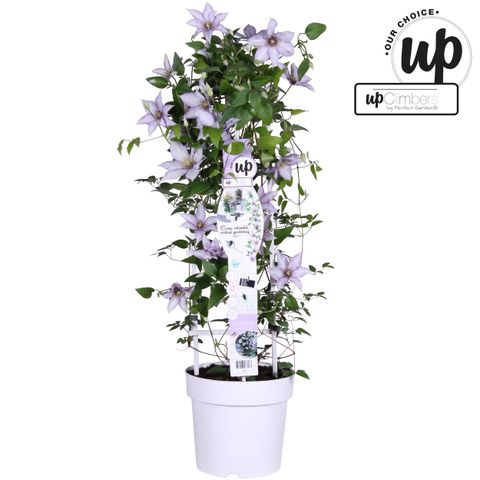 Clematis SAMARITAN JO (EL)