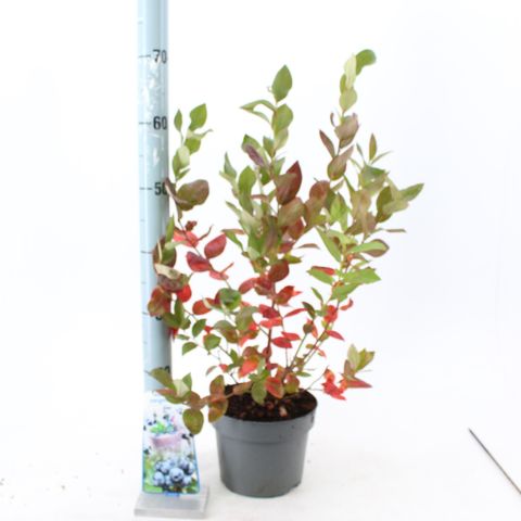 Vaccinium corymbosum 'Duke'