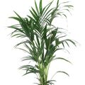 Howea forsteriana