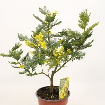 Acacia dealbata