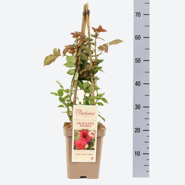 Rosa  FRÄULEIN MARIA