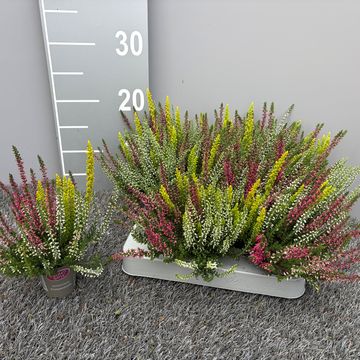 Calluna vulgaris GARDEN GIRLS MIX IN POT