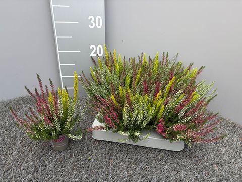 Calluna vulgaris GARDEN GIRLS MIX IN POT