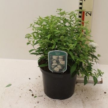 Spiraea japonica 'Golden Princess'
