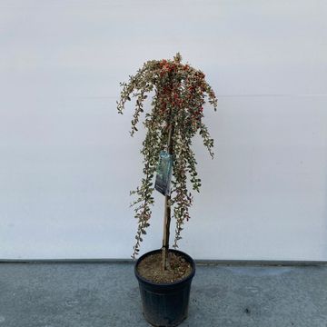 Cotoneaster x suecicus 'Juliette'