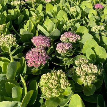 Sedum spectabile 'Brilliant'