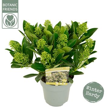 Skimmia japonica 'Finchy'