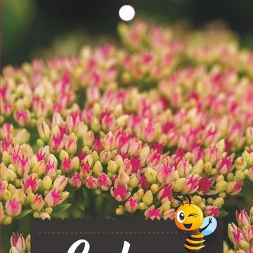 Sedum 'Herbstfreude'