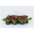 Calibrachoa MINIFAMOUS NEO PURPLE