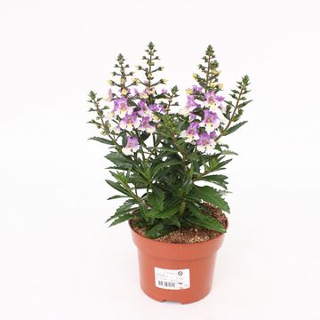 Angelonia ANGELMIST LAVENDER BICOLOR