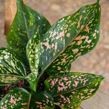 Aglaonema 'Pink Leopard'