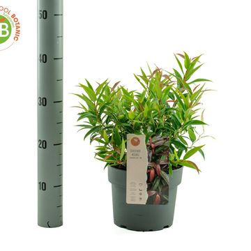 Leucothoe keiskei BURNING LOVE