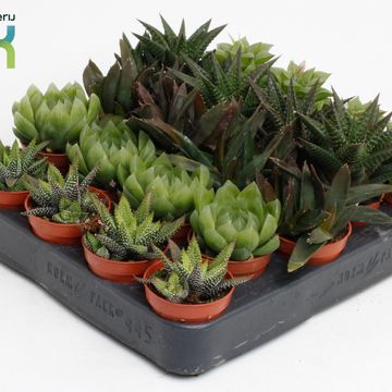 Haworthia MIX
