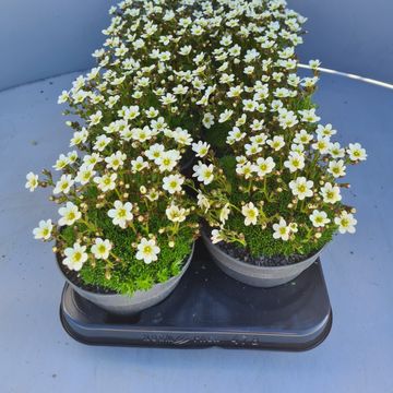 Saxifraga x arendsii