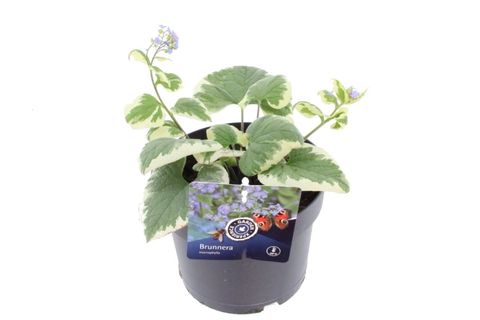Brunnera macrophylla 'Variegata'