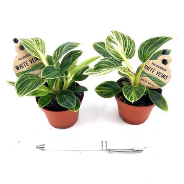 Philodendron 'White Veins'