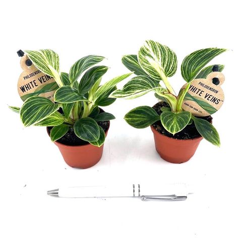 Philodendron 'White Veins'