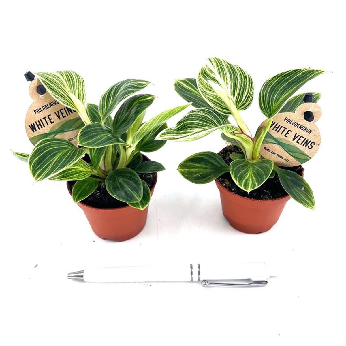 Philodendron 'White Veins'  Plant Wholesale FlorAccess