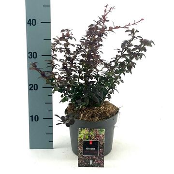 Berberis thunbergii 'Dart's Red Lady'