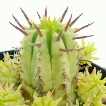 Euphorbia aggregata variegata