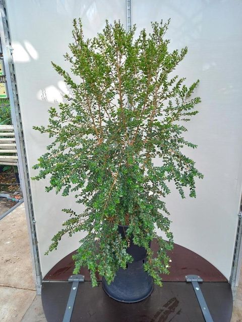 Luma apiculata