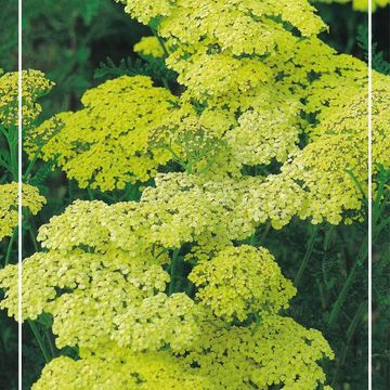 Achillea 'Credo'