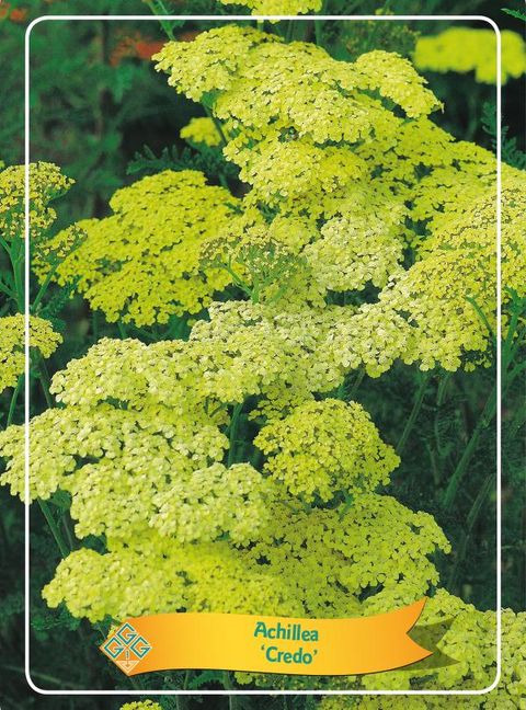 Achillea 'Credo'