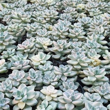 x Graptoveria 'Titubans Variegata'