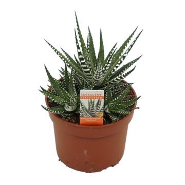 Haworthia fasciata 'Big Band'