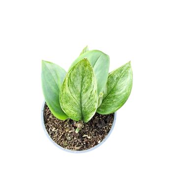 Scindapsus treubii 'Moonlight Mint'