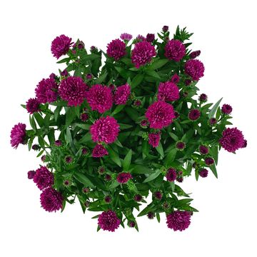 Aster SHOWMAKERS MAGENTA