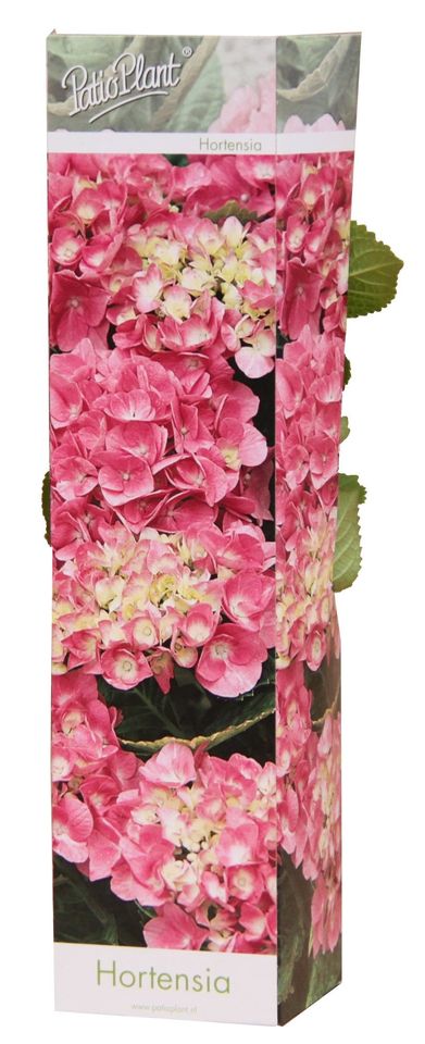 Hydrangea macrophylla EARLY PINK