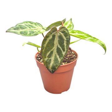 Anthurium 'Snow Queen'  mutation