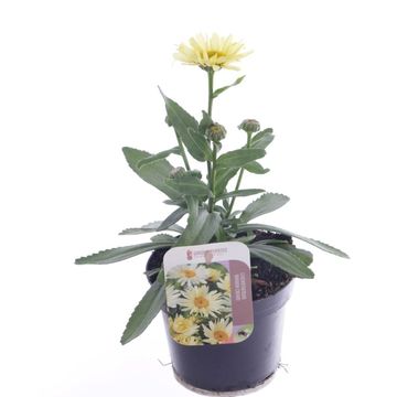 Leucanthemum 'Banana Cream'