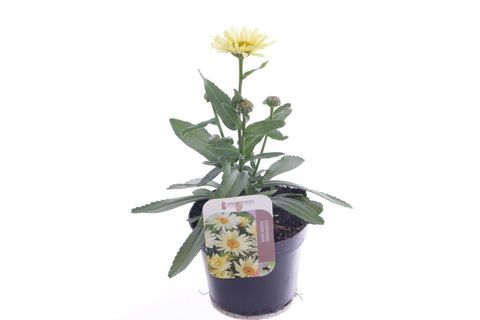 Leucanthemum 'Banana Cream'