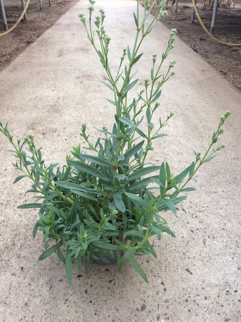 Gypsophila 'White Festival'