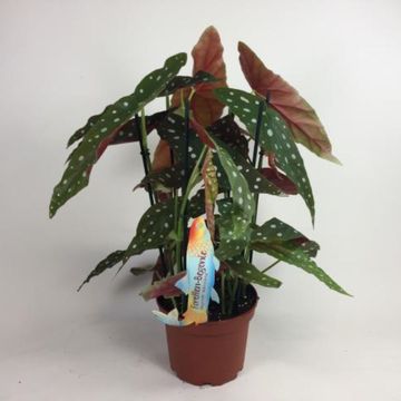 Begonia maculata