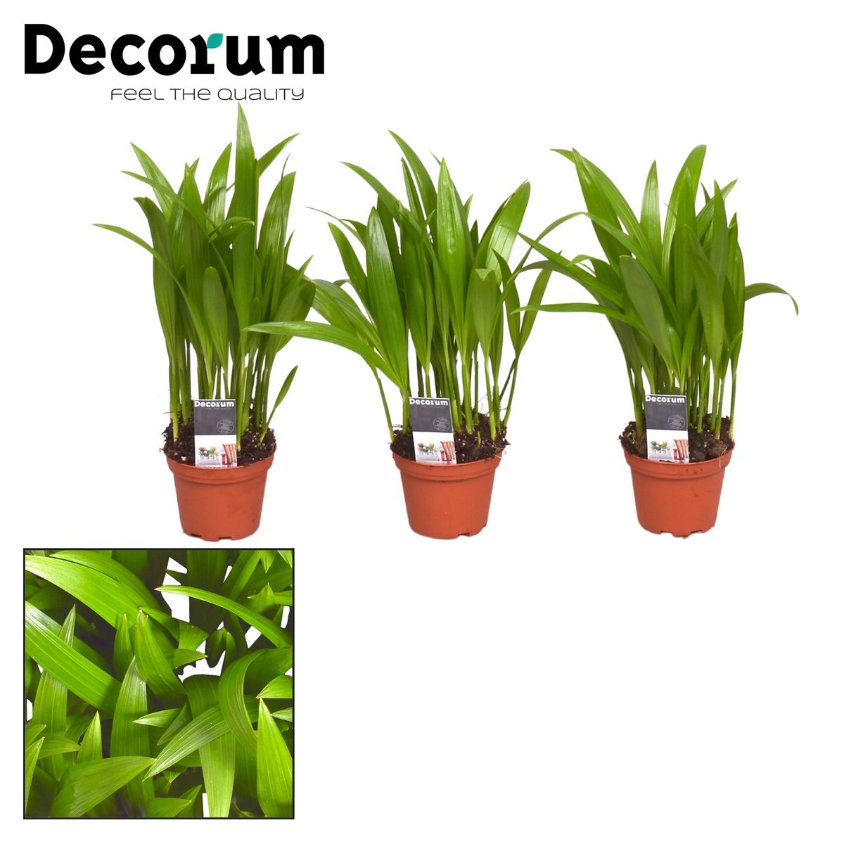 Dypsis lutescens — Plant Wholesale FlorAccess