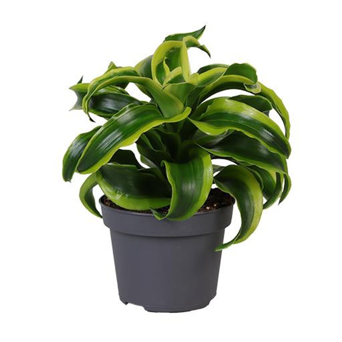 Dracaena fragrans 'Tornado' — Plant Wholesale FlorAccess