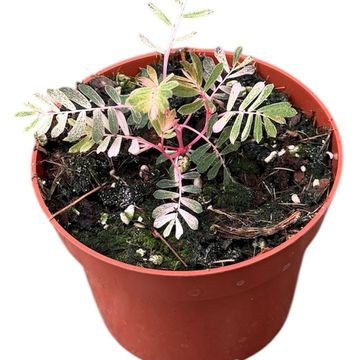 Phyllanthus urinaria 'Albo Variegata'