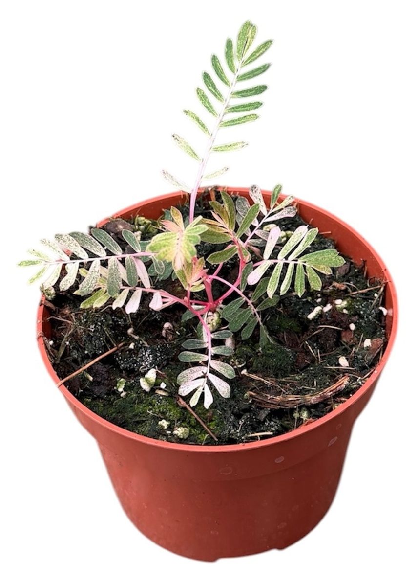 Phyllanthus urinaria 'Albo Variegata' — Рослини оптом FlorAccess