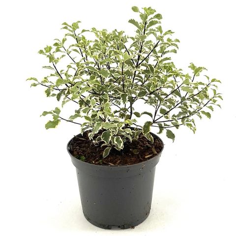 Pittosporum tenuifolium 'Variegatum'