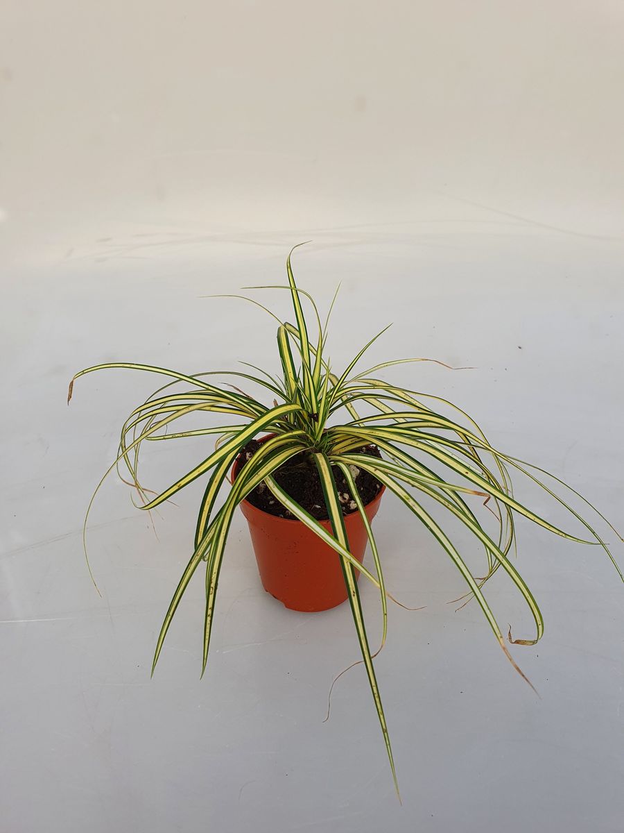 Carex oshimensis 'Evergold' — Plant Wholesale FlorAccess