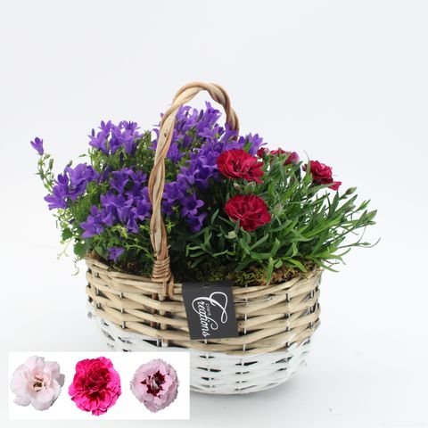 Ετοιμασίες Campanula