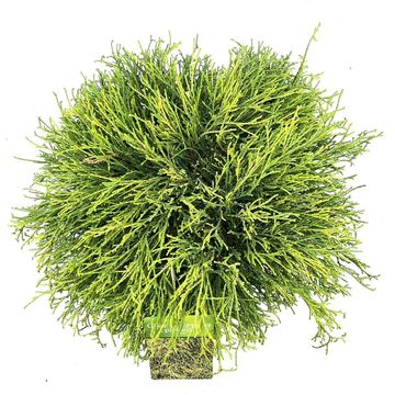 Chamaecyparis pisifera 'Sungold'