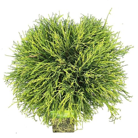 Chamaecyparis pisifera 'Sungold'